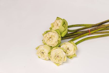 White lotus isolated on white backgrounの写真素材
