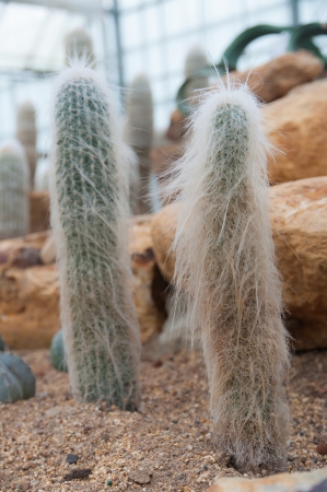 cactus garden at chiang maiの写真素材