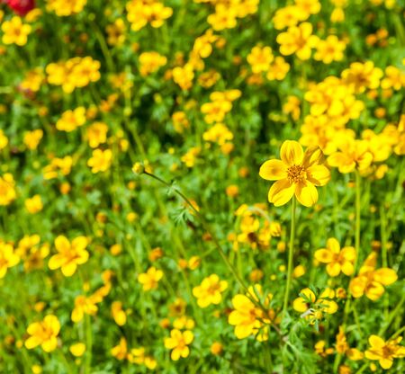 Field of Yellow cosmos flowers in Thailandの写真素材