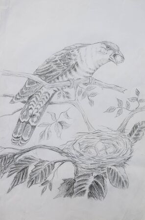 original pencil or drawing working sketch of birdの写真素材