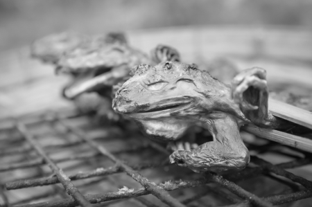 cooking of grill frog at thailandの写真素材