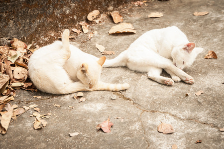 Two cats sitting to clean themselvesの写真素材