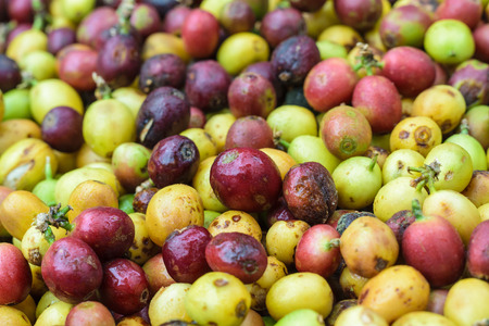 coffee beans on agriculturist handの写真素材