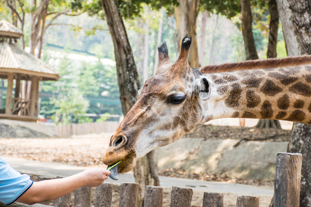 Feeding the giraffeの写真素材