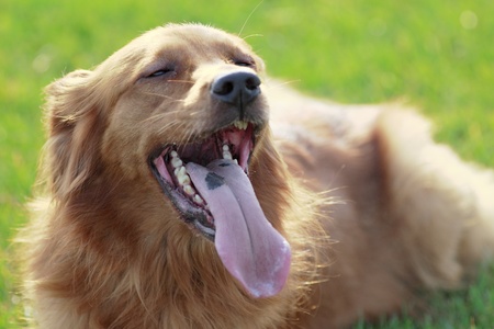 golden retriever