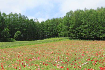 Summer field of red poppiesの写真素材