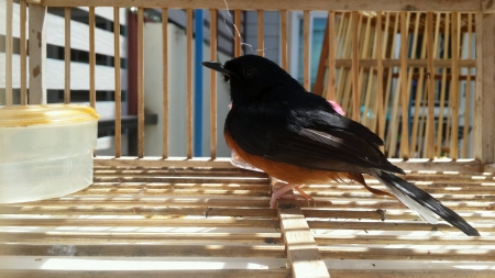 Thai Birdの素材