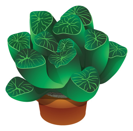 Realistic cactus and Succulent plant in potのイラスト素材