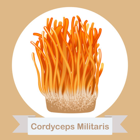 Cordyceps Militaris. Traditional chinese herbs, Is a mushroom that using for medicine and food famous in Asian. vector illustrationのイラスト素材