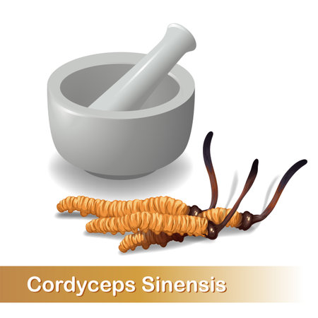 Cordyceps Sinensis. Traditional chinese herbs, Is a mushroom that using for medicine and food famous in Asian. vector illustrationのイラスト素材