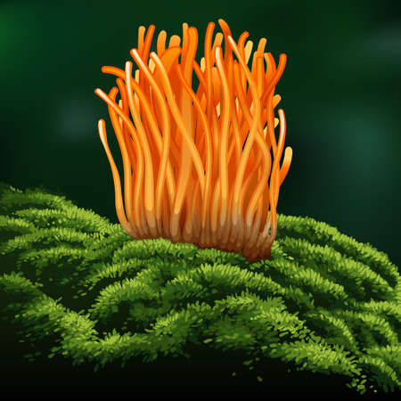 Cordyceps Militaris. Traditional chinese herbs, Is a mushroom that using for medicine and food famous in Asian. vector illustrationのイラスト素材