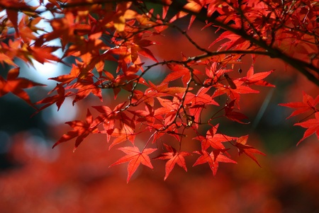 the red leaves of a maple tree in autumnの写真素材