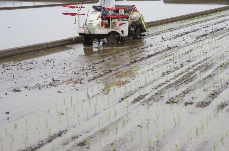 rice planting by machineの写真素材