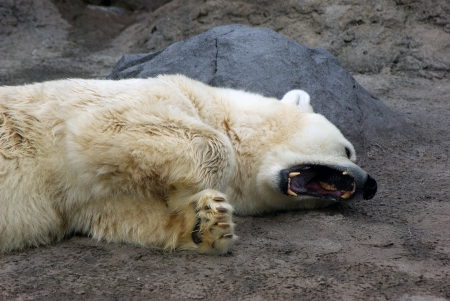 yawing polar bearのeditorial素材