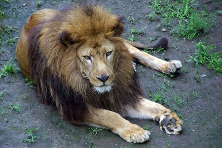 lion in a zooのeditorial素材