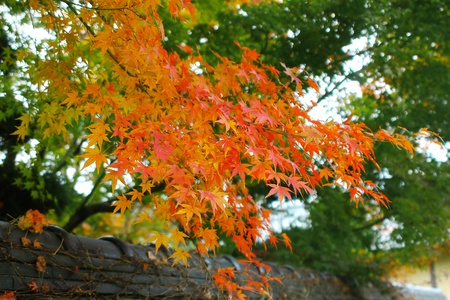 red leaves over the tiled roof in autumnの写真素材