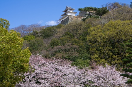  Marugame Castle in springのeditorial素材