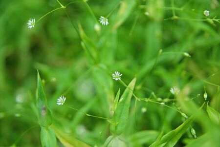Stellaria fenzlii  tiny white flowers 