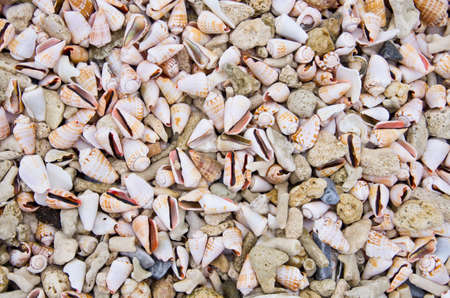 cone shells and dead coralの写真素材