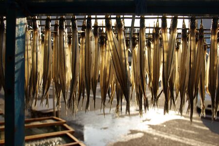 making dried halfbeaksの写真素材