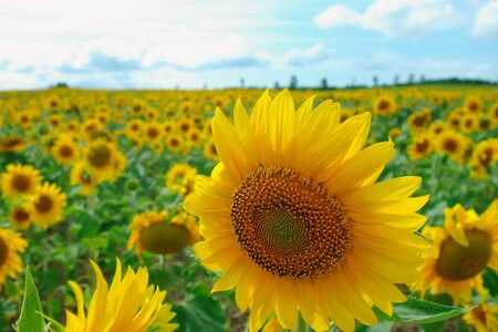 sunflowers in Hokuryu, Hokkaido, Japanの写真素材