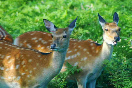 wild deers called Ezo Shika in the woods in Shiretoko, Hokkaidoの写真素材