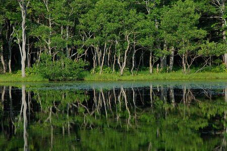reflection of trees in a lake  Shiretoko in Hokkaido, Japan の写真素材
