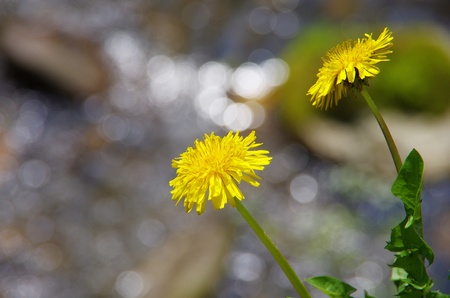 dandelions against the background with beautiful ring bokehの写真素材