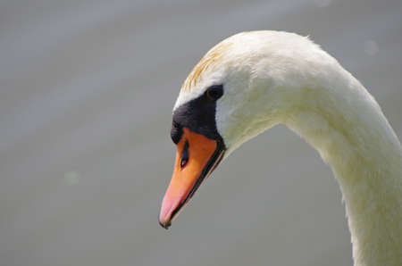 face of a swanの写真素材