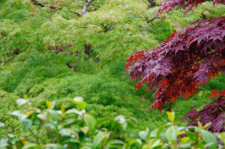 maple trees in a Japanese garden on a rainy dayの写真素材