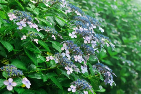 hydrangea flowers