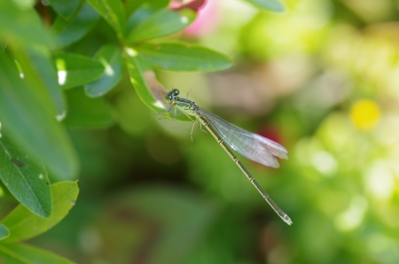 damselfly