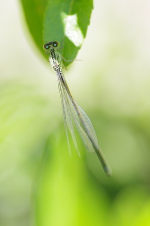 damselflyの写真素材