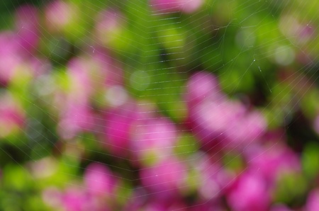 spider web against azaleasの写真素材
