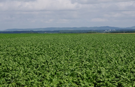 beet fields