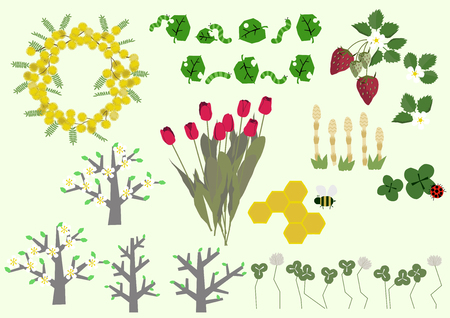 Mimosa flowers and spring plant material collection.のイラスト素材