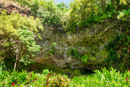 Fern Grottoの写真素材
