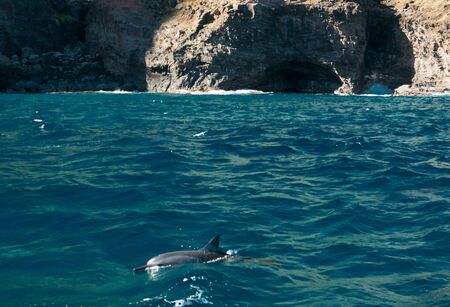 Dolphin encounter in NA-Paris-coast cruiseの写真素材