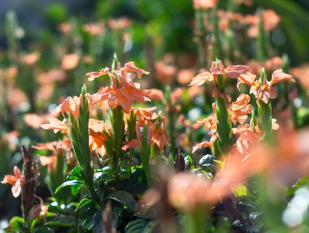 Orange flowersの写真素材