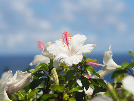 Blue sea and sky and hibiscusの写真素材
