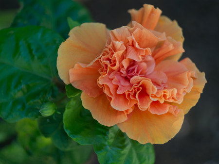 Beautiful double hibiscusの写真素材