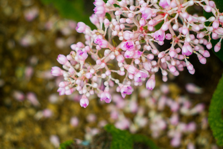 The grains on the pink flower and a budの写真素材