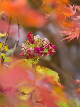 Fall hydrangeas and Mapleの写真素材