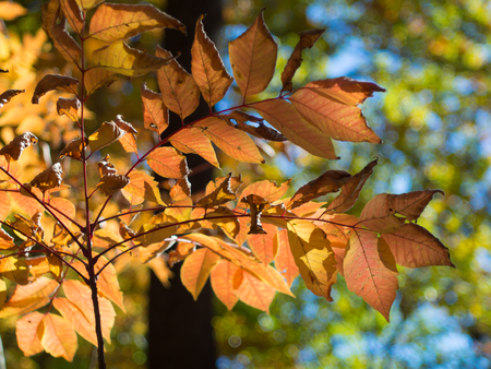 Trees in autumn a orange color in Ibaraki Prefectureの写真素材