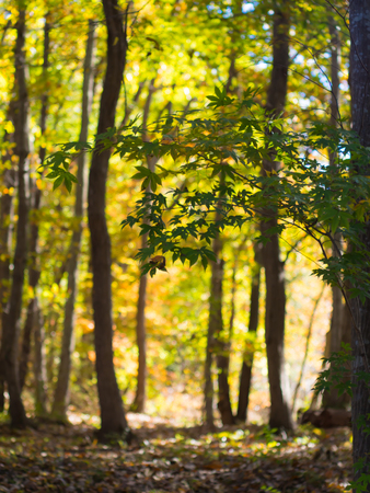 Forest in autumn in Ibaraki Prefectureの写真素材