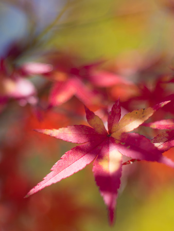Red Maple in Ibaraki Prefectureの写真素材