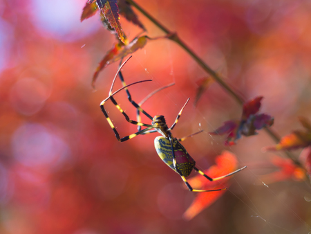 Red leaves and spidersの写真素材