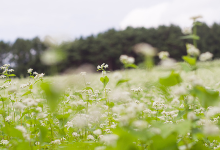 Buckwheat flowersの写真素材