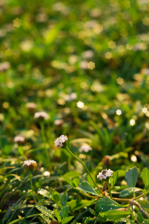 Flower dewの写真素材