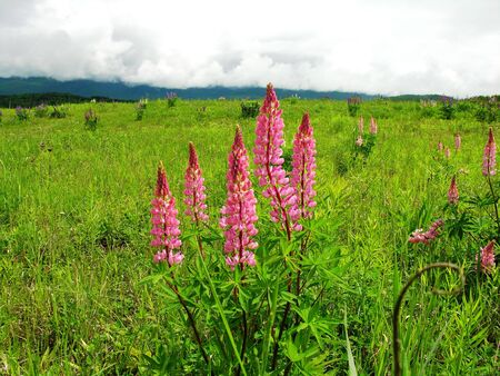 Lupine flowersの写真素材